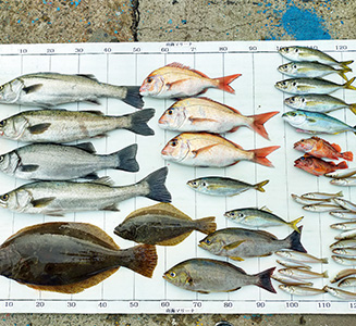 7月3日の釣果写真