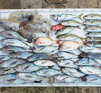 7月2日の釣果写真